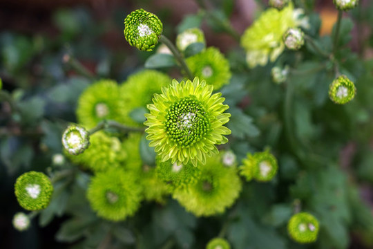 綠菊花