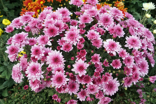 粉紅菊花