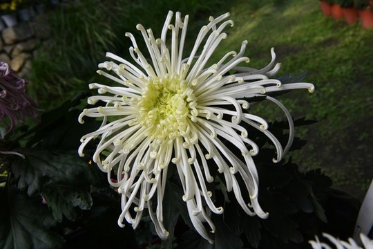 菊花