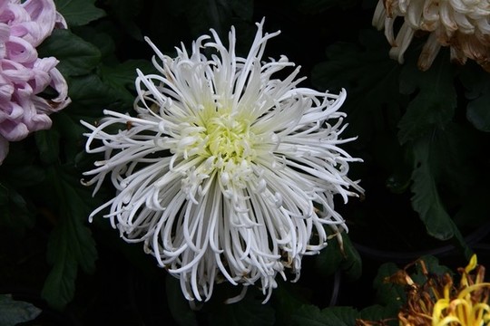 菊花