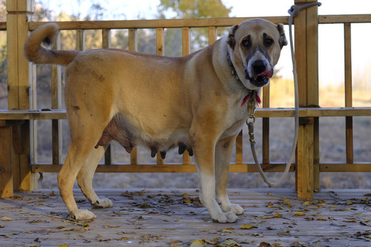 巨犬