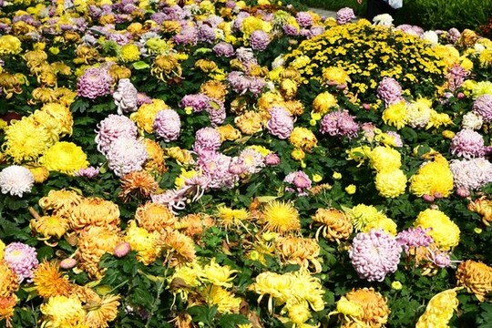 菊花
