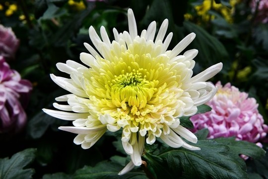 菊花
