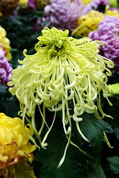 菊花