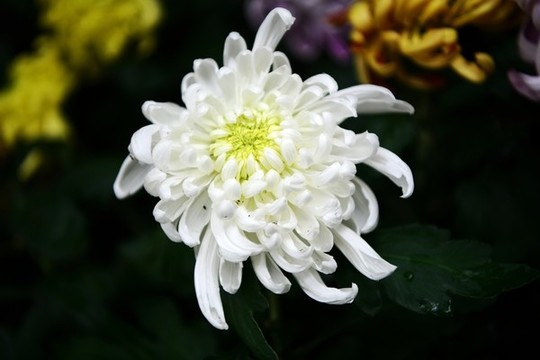 菊花