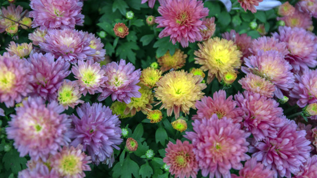 菊花