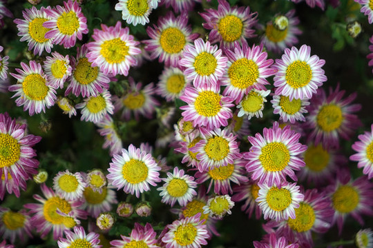 菊花
