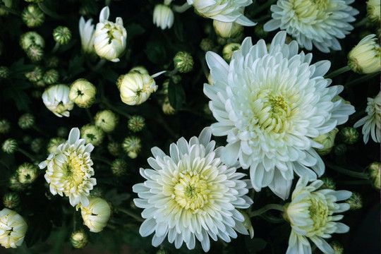 菊花