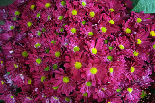 菊花