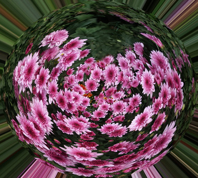 菊花圓形