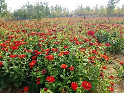 萊州市小草溝花卉