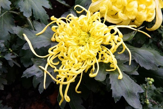 菊花