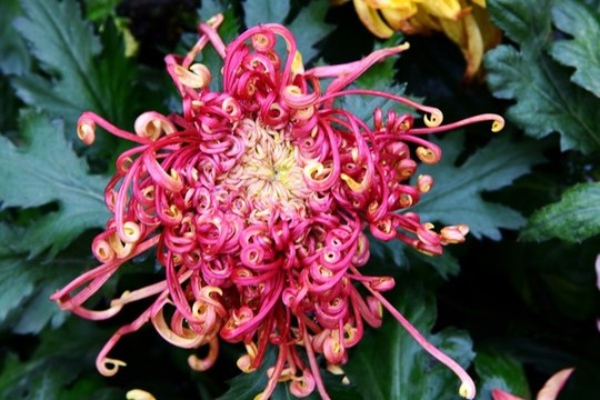 菊花