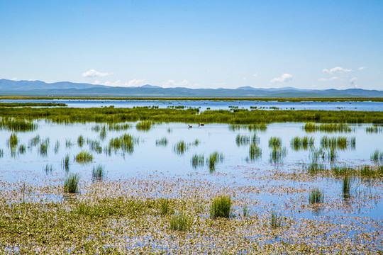 阿壩若爾蓋花湖風(fēng)景區(qū)
