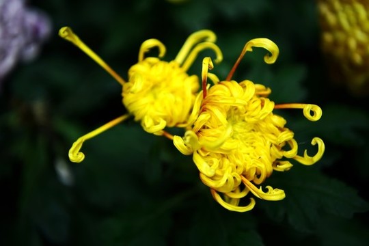 菊花