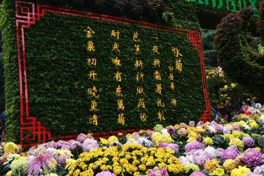 白居易詠菊詩