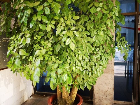 菜豆樹