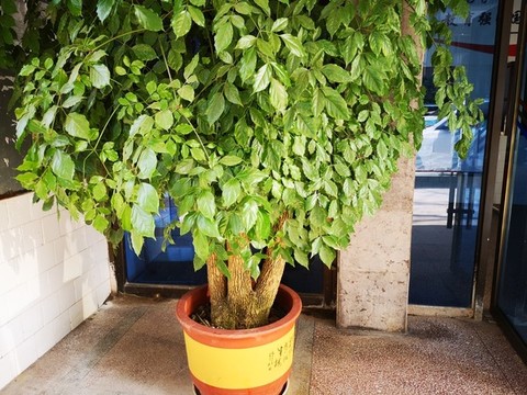 菜豆樹