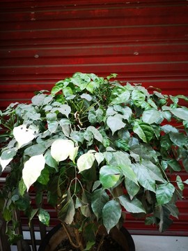 菜豆樹(shù)