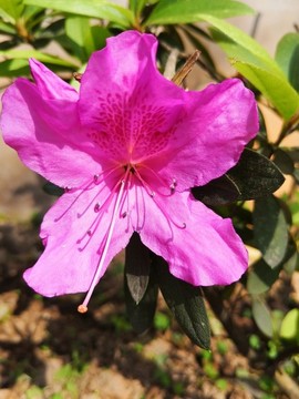 錦繡杜鵑