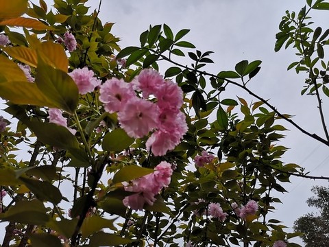 日本晚櫻