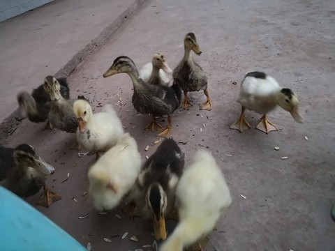 小鴨和小鵝