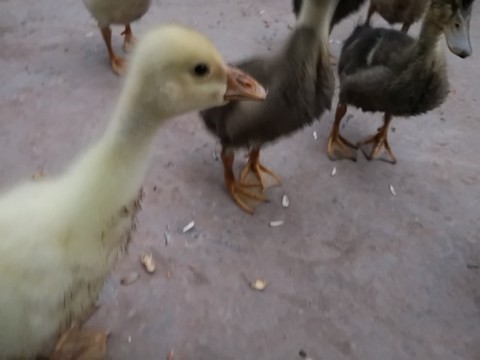 小鴨和小鵝