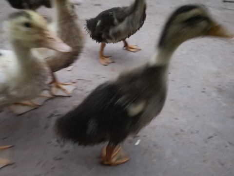 小鴨和小鵝