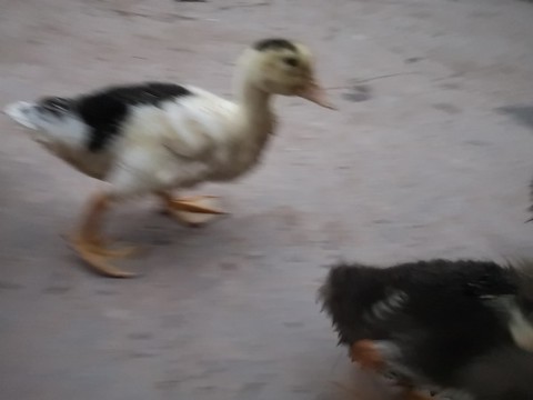 小鴨和小鵝