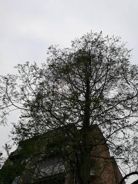 杉樹(shù)