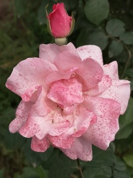 月季花