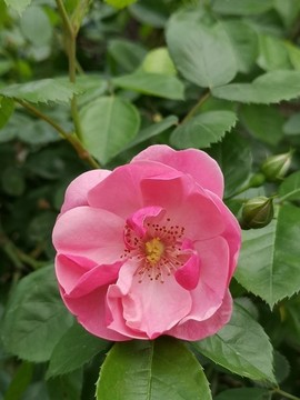 月季花