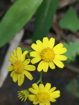 蒲兒根