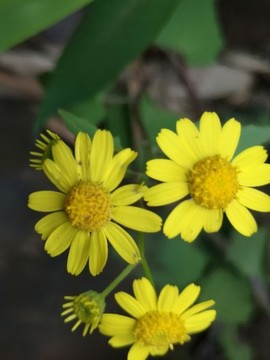 蒲兒根
