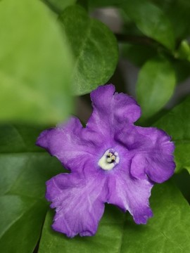 鴛鴦茉莉