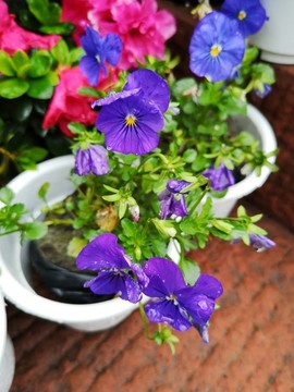 蝴蝶花