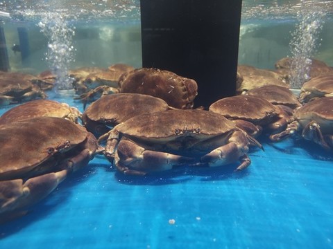 面包蟹
