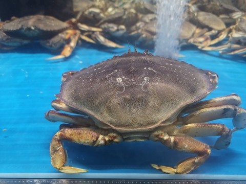 珍寶蟹