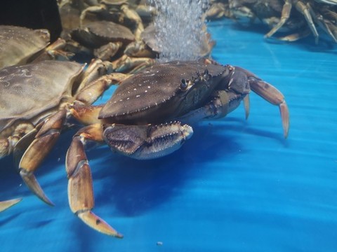 饅頭蟹