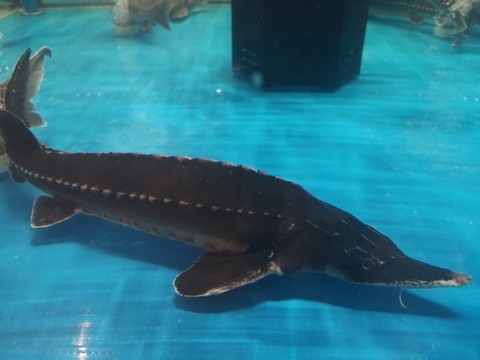 鱘龍魚