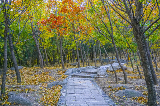 秋天森林小路