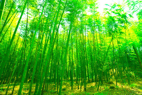 竹林
