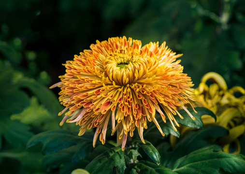 菊花