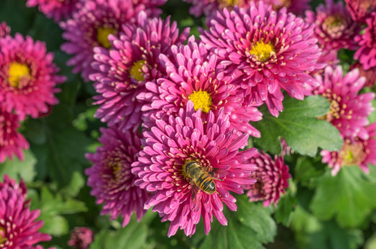菊花