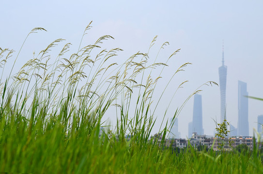 蘆花花草風(fēng)景