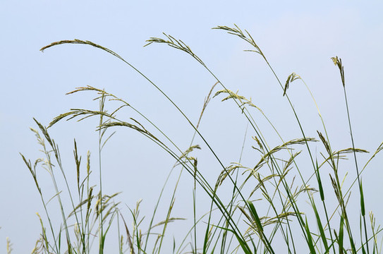 蘆花花卉圖片