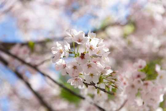 櫻花