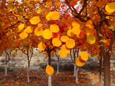 紅葉