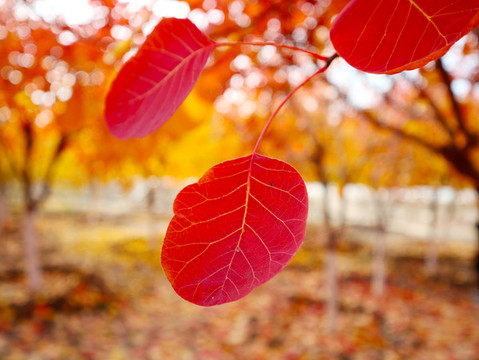 秋天紅葉