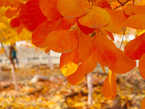 秋天紅葉